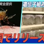 ゲイツ財団資金提供の遺伝子組み換え蚊が米国でリリース