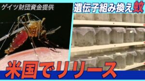 ゲイツ財団資金提供の遺伝子組み換え蚊が米国でリリース