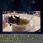 新型コロナはウイルス兵器説【ぶっ飛び陰謀論】